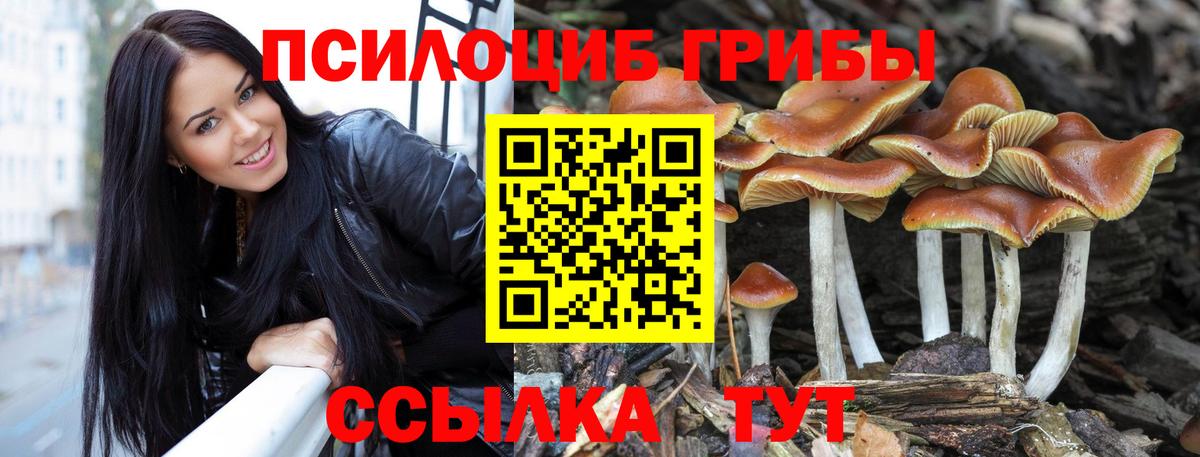 Псилоцибиновые грибы Cubensis Тосно